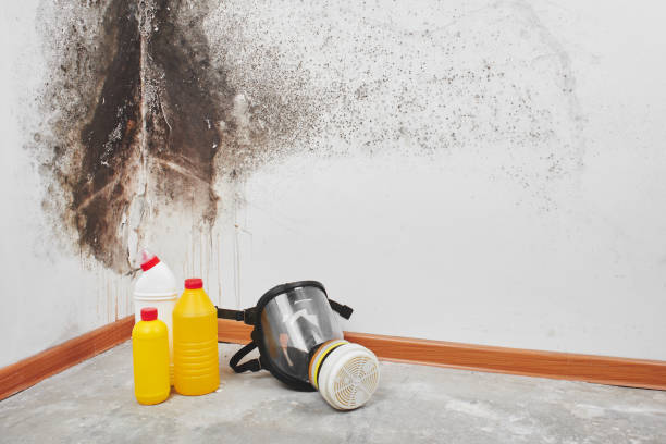 Best Toxic Mold Removal  in Bethel Island, CA
