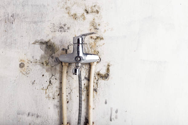 Best Best Mold Removal Companies  in Bethel Island, CA