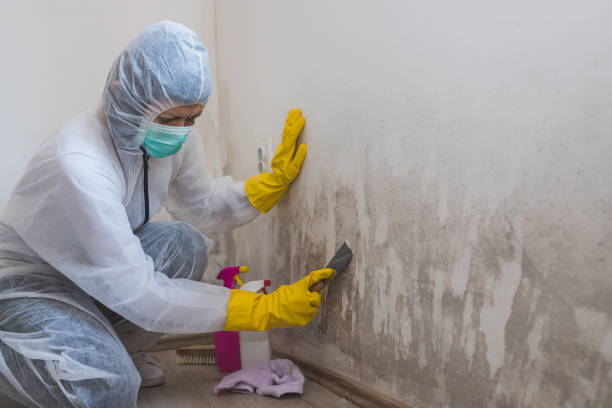 Best Mold Testing  in Bethel Island, CA