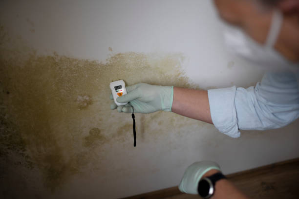 Best Mold Testing  in Bethel Island, CA