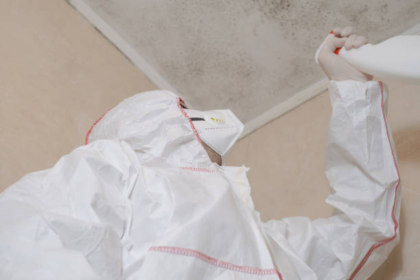 Best Toxic Mold Removal  in Bethel Island, CA