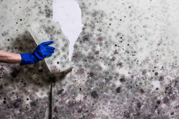 Best Mold Damage Repair  in Bethel Island, CA