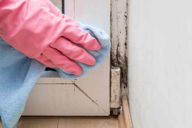 Best Local Mold Removal Service  in Bethel Island, CA
